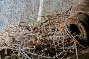 bannack nest
